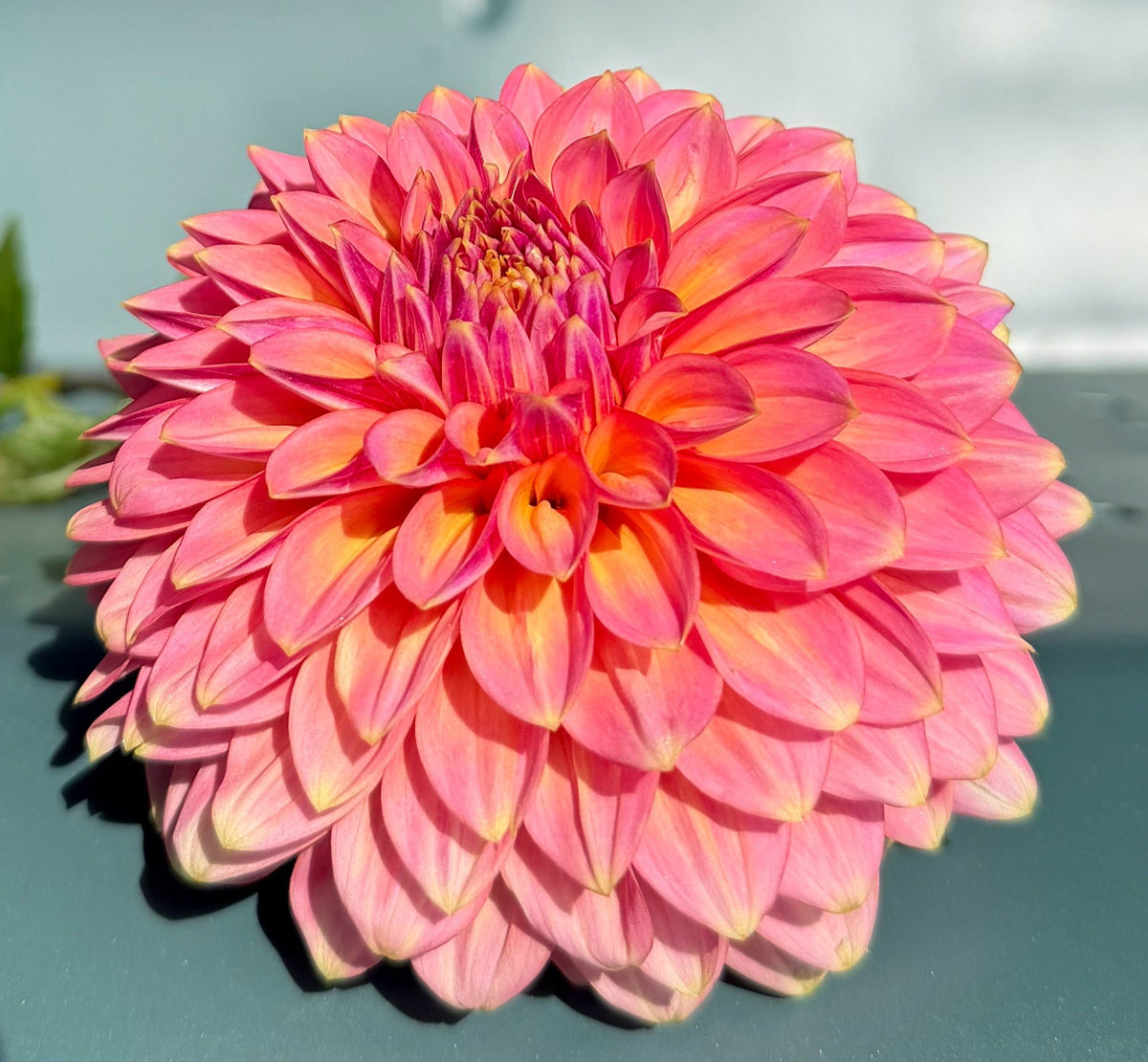 Bloomquist Mojo dahlia tuber — photo 2