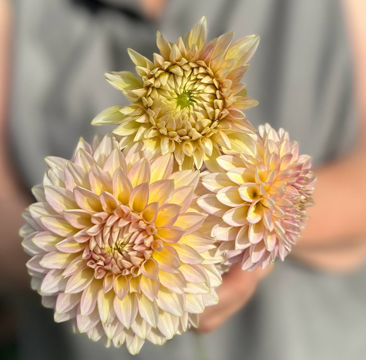 Bloomquist Mojo dahlia tuber — photo 3