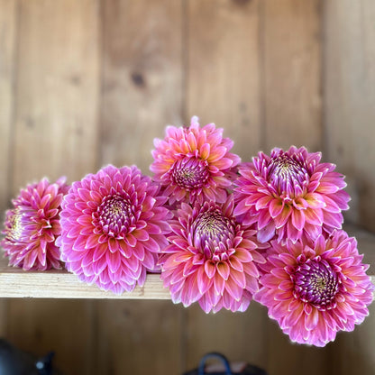 Bloomquist Mojo dahlia tuber — photo 4