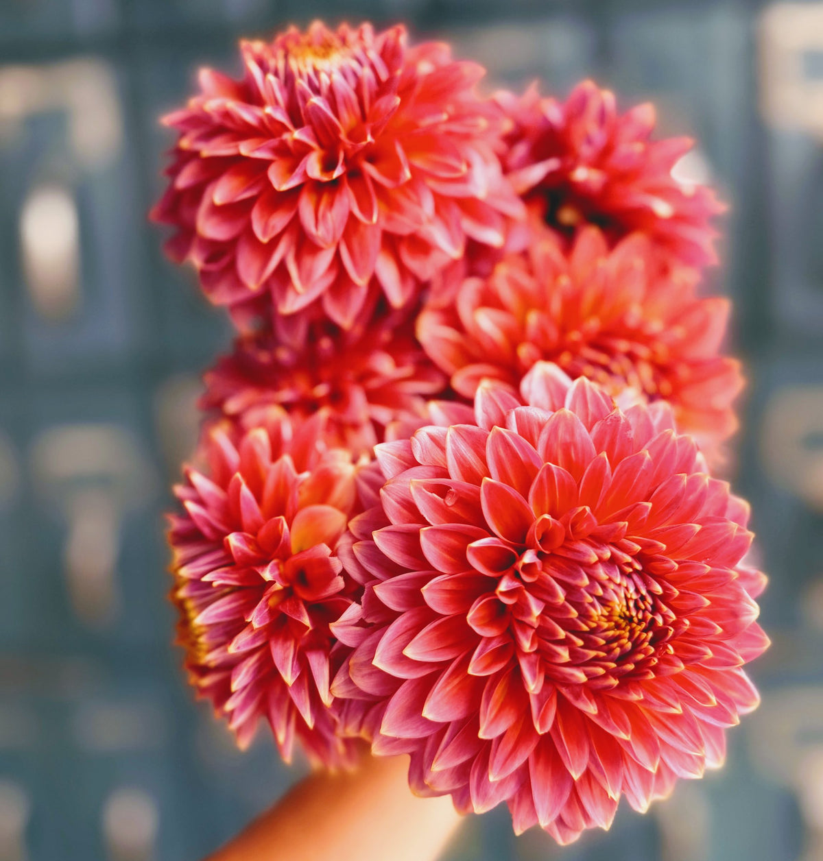 Bloomquist Mojo dahlia tuber — photo 5