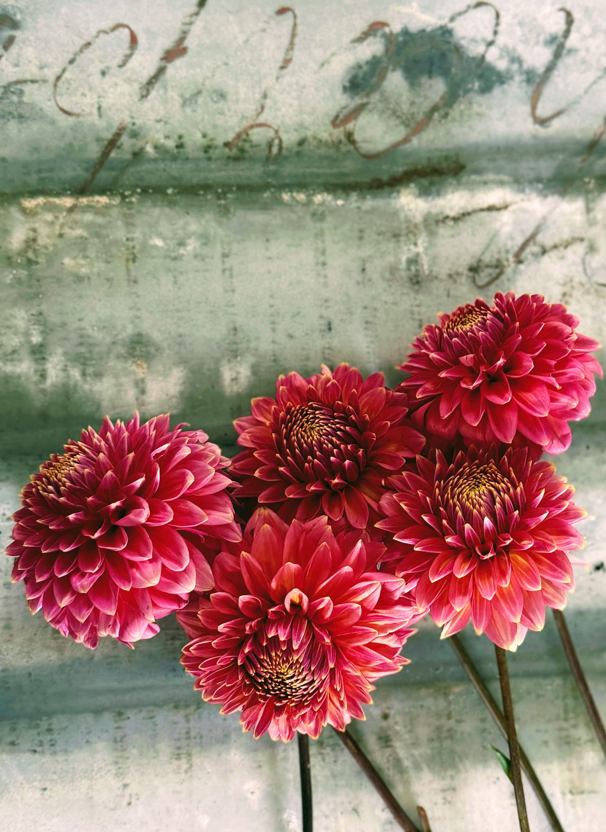 Bloomquist Mojo dahlia tuber — photo 6