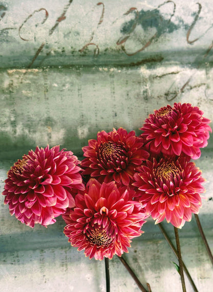 Bloomquist Mojo dahlia tuber — photo 6