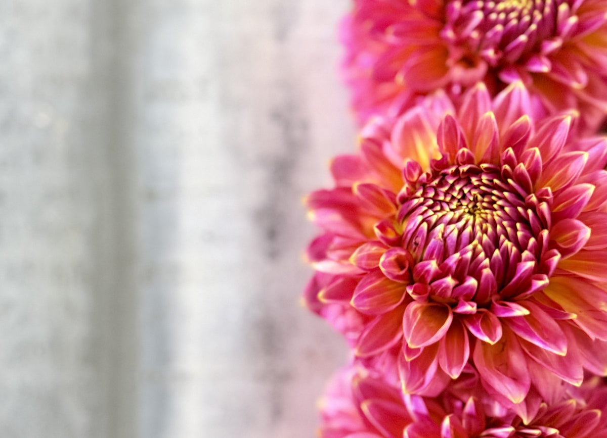 Bloomquist Mojo dahlia tuber — photo 7
