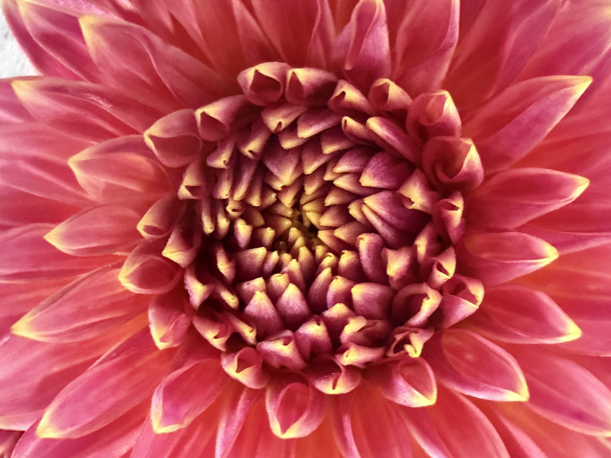 Bloomquist Mojo dahlia tuber — photo 8
