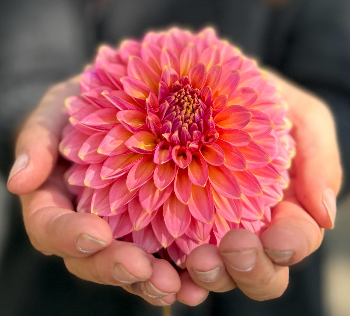 Bloomquist Mojo dahlia, pink formal decorative bloom