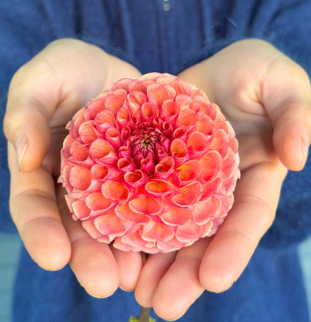 Burfoot Pasta dahlia tuber — photo 2