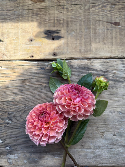 Burfoot Pasta dahlia tuber — photo 3