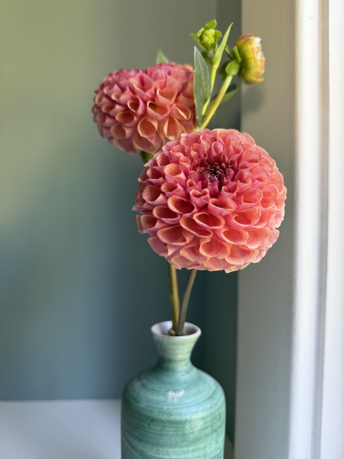 Burfoot Pasta dahlia tuber — photo 4