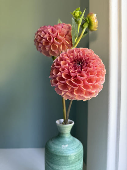 Burfoot Pasta dahlia tuber — photo 4