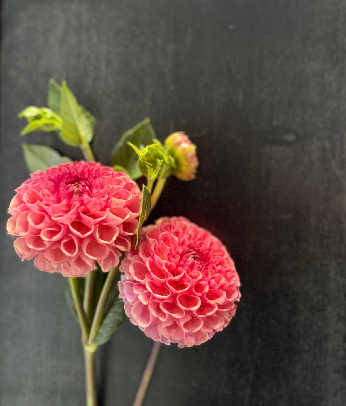 Burfoot Pasta dahlia tuber — photo 5
