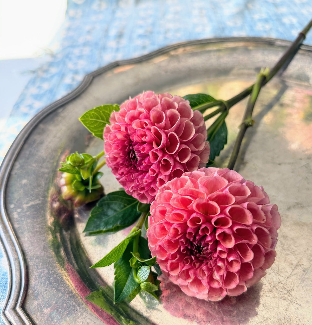 Burfoot Pasta dahlia tuber — photo 6