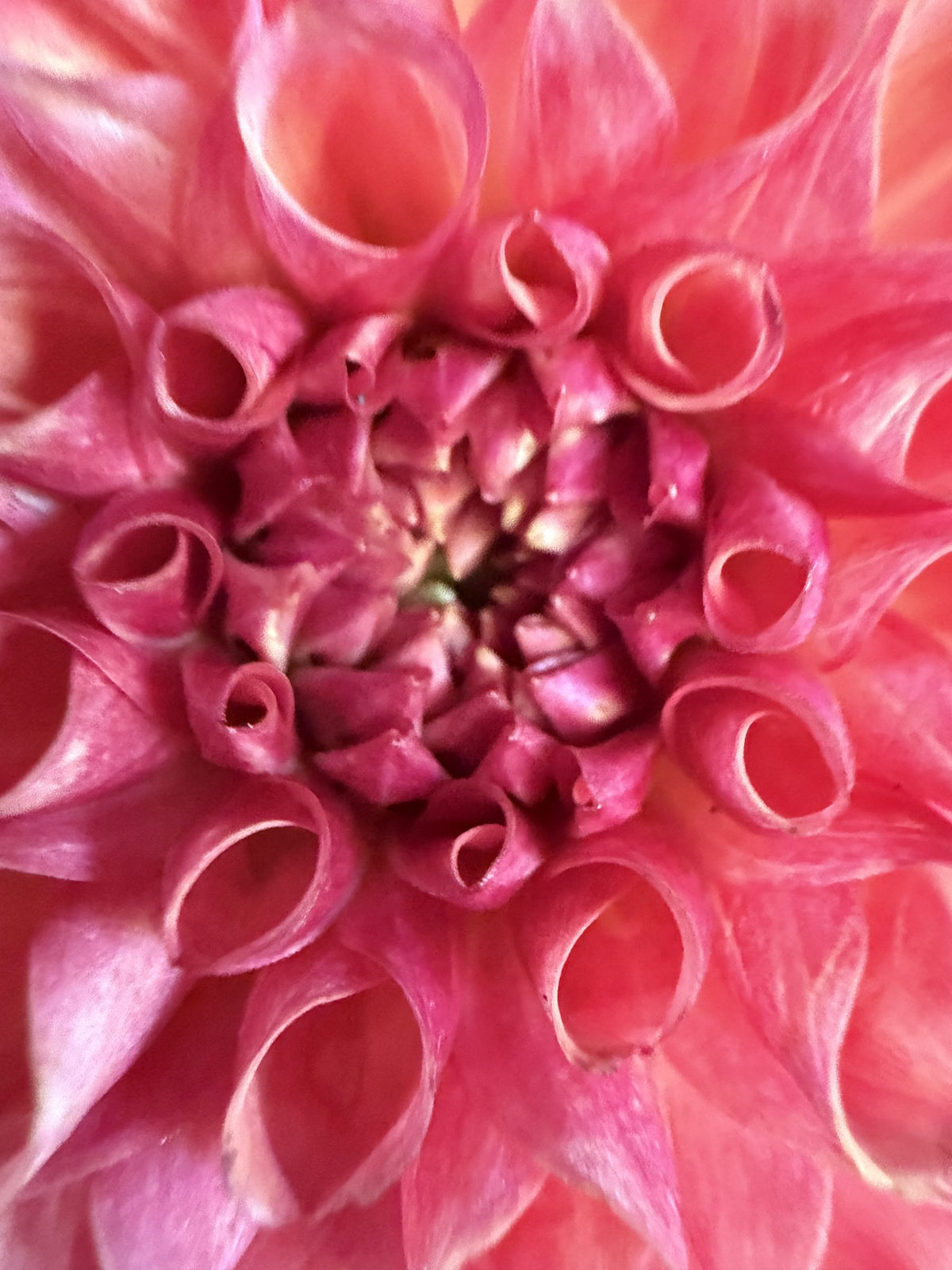 Burfoot Pasta dahlia tuber — photo 7