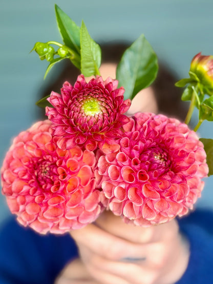 Burfoot Pasta dahlia, pink ball bloom