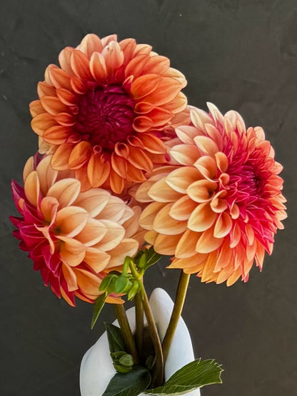 CD Harvest dahlia, photo 1