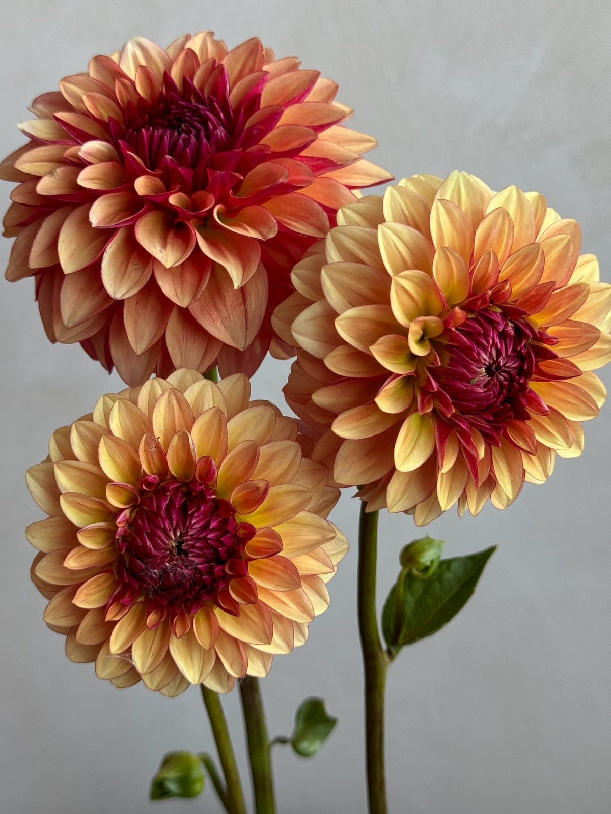 CD Harvest dahlia, photo 2