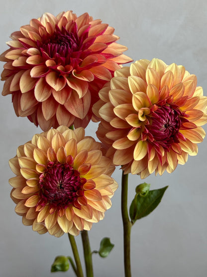 CD Harvest dahlia, photo 2