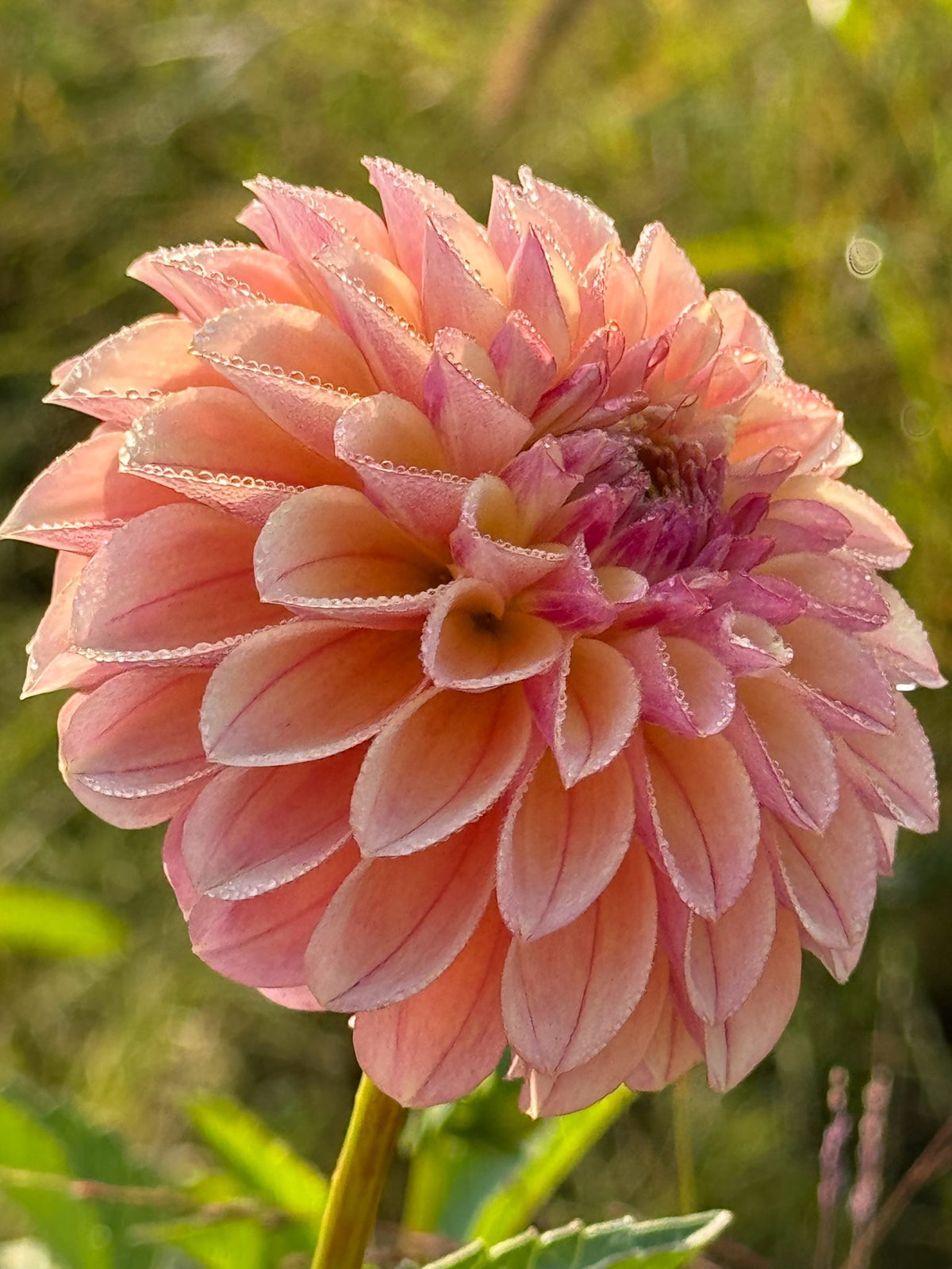 CD Summer Blush dahlia, photo 1