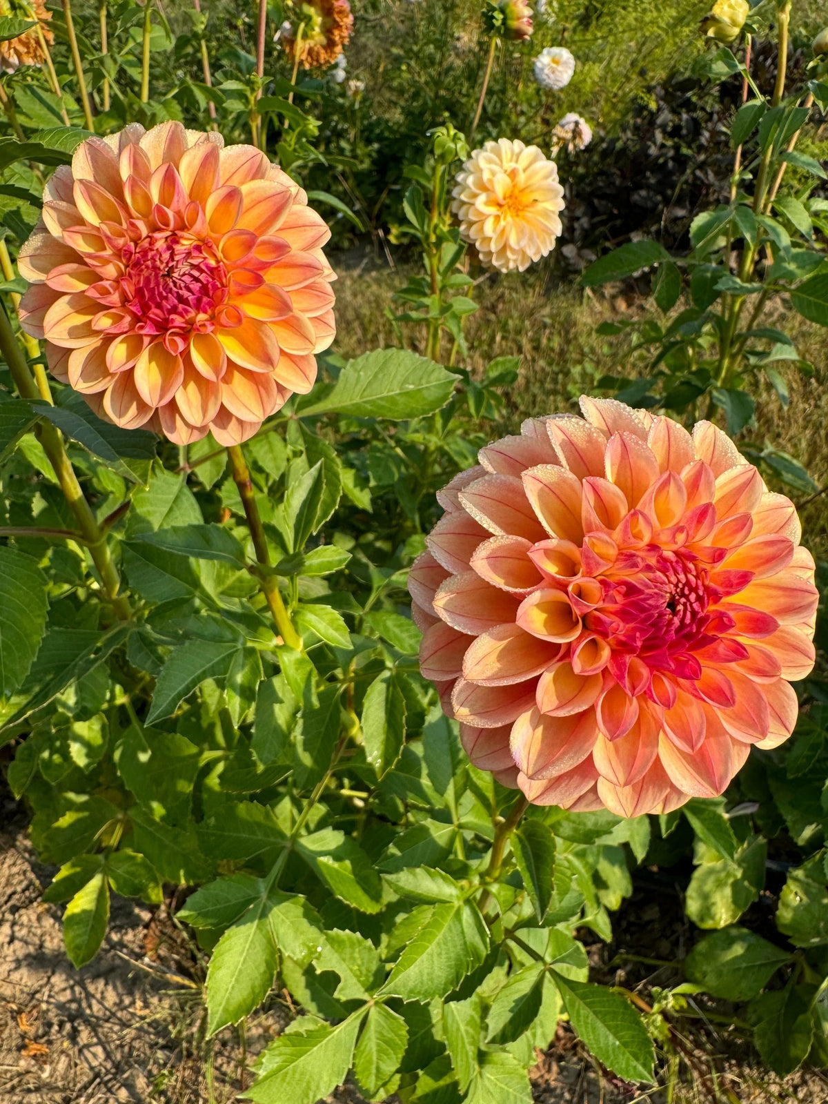 CD Summer Blush dahlia, photo 2