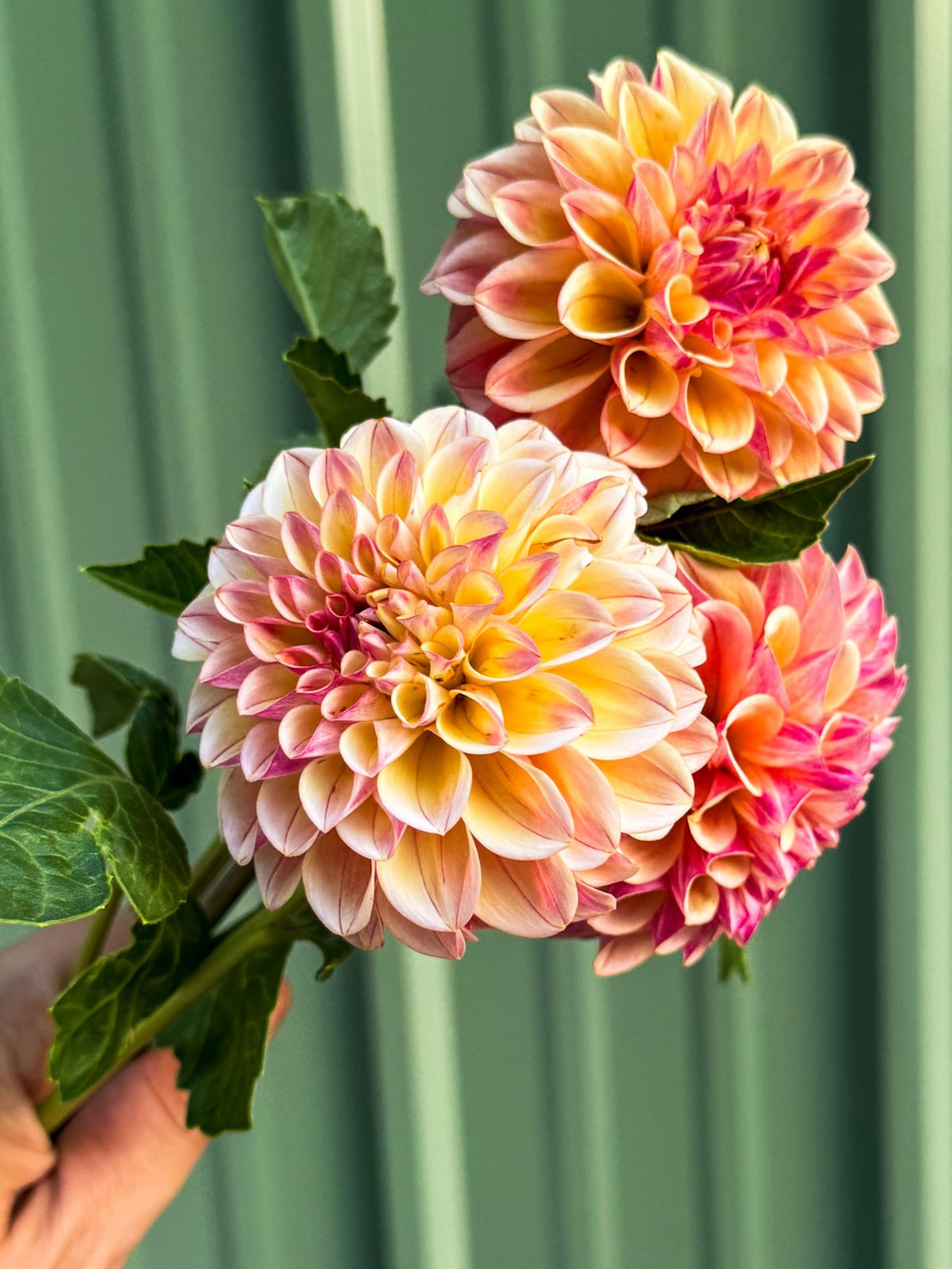 CD Summer Blush dahlia, photo 3