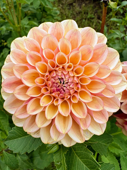 CD Summer Blush dahlia, photo 4