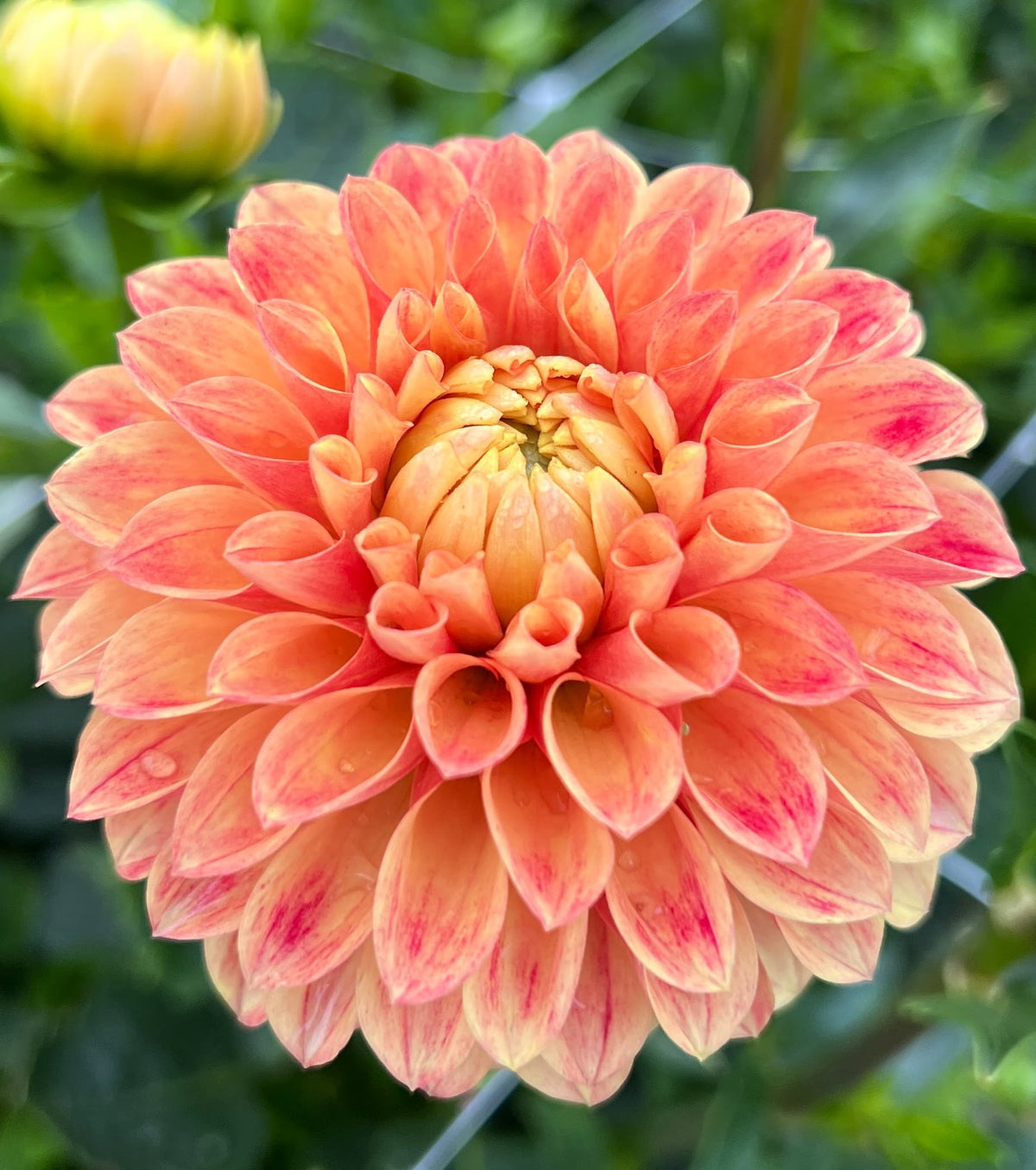 Clearview Emma dahlia, photo 2