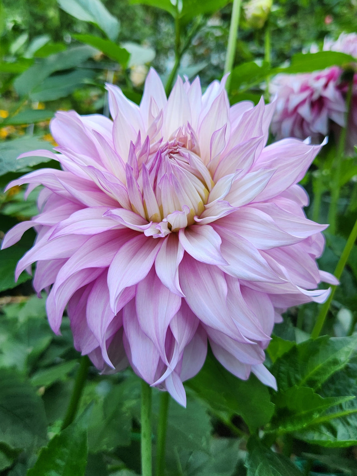 Clearview Enid dahlia, pink informal decorative bloom
