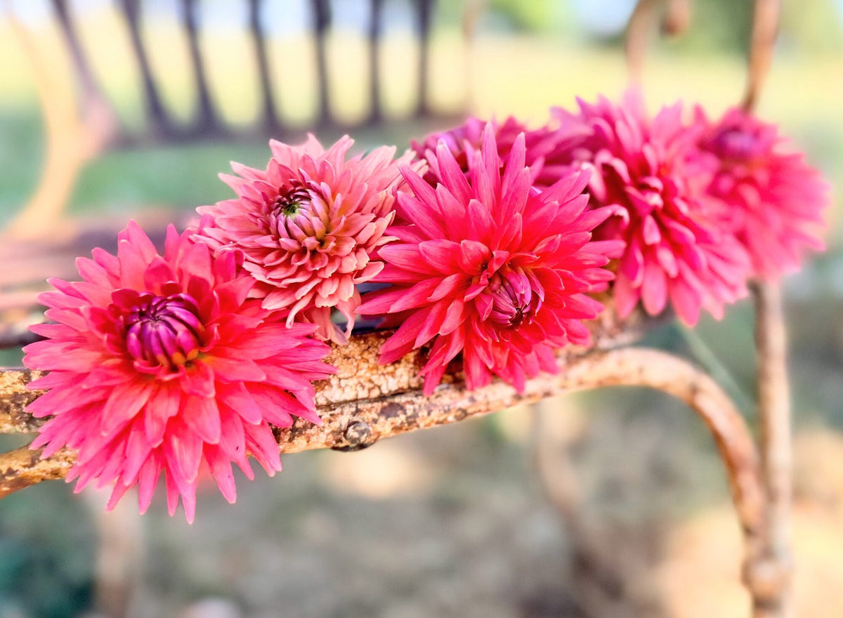 Clearview Ginger dahlia, pink straight cactus bloom, view 2