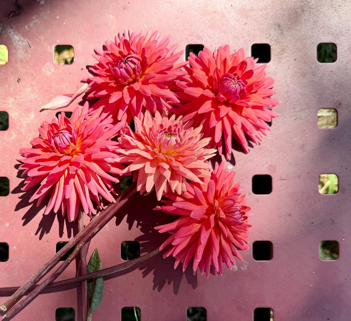 Clearview Ginger dahlia, pink straight cactus bloom, view 3