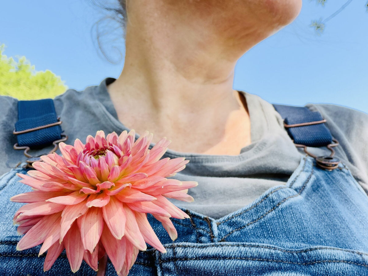 Clearview Ginger dahlia, pink straight cactus bloom, view 4