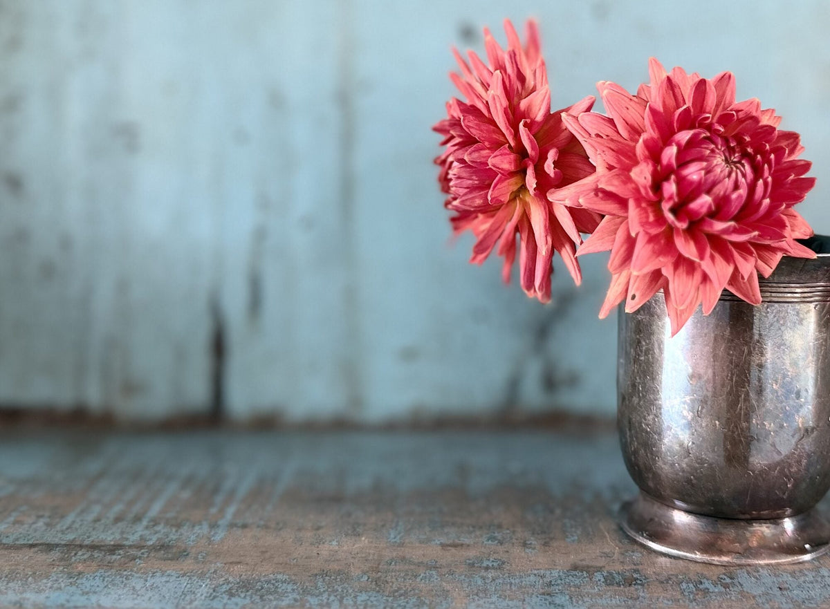 Clearview Ginger dahlia, pink straight cactus bloom, view 5