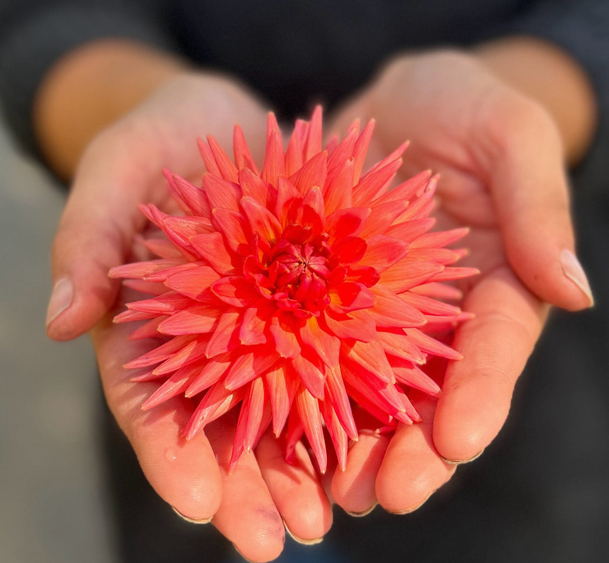 Clearview Ginger dahlia, pink straight cactus bloom, view 6