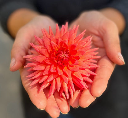 Clearview Ginger dahlia, pink straight cactus bloom, view 6