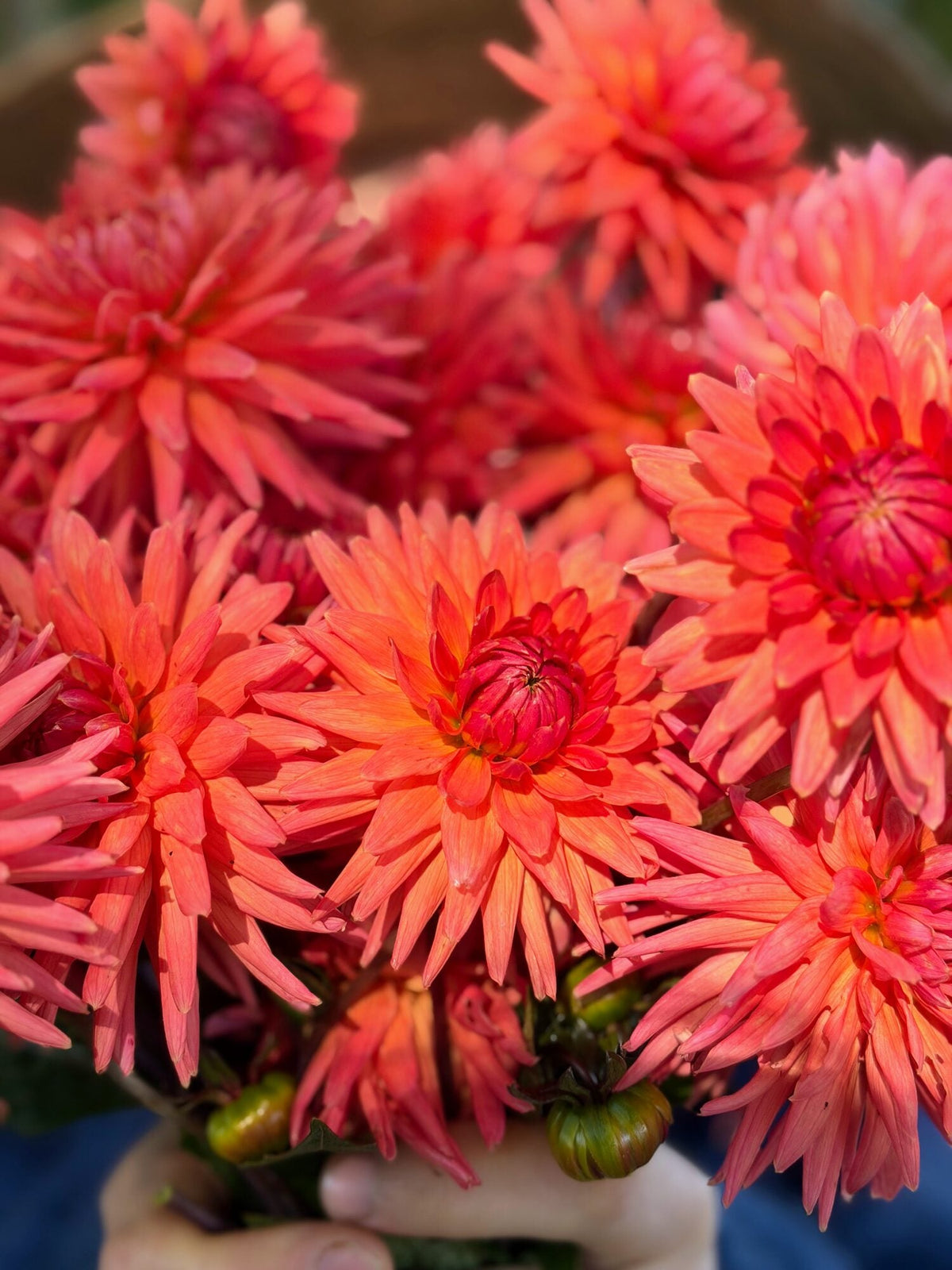 Clearview Ginger dahlia, pink straight cactus bloom, view 7