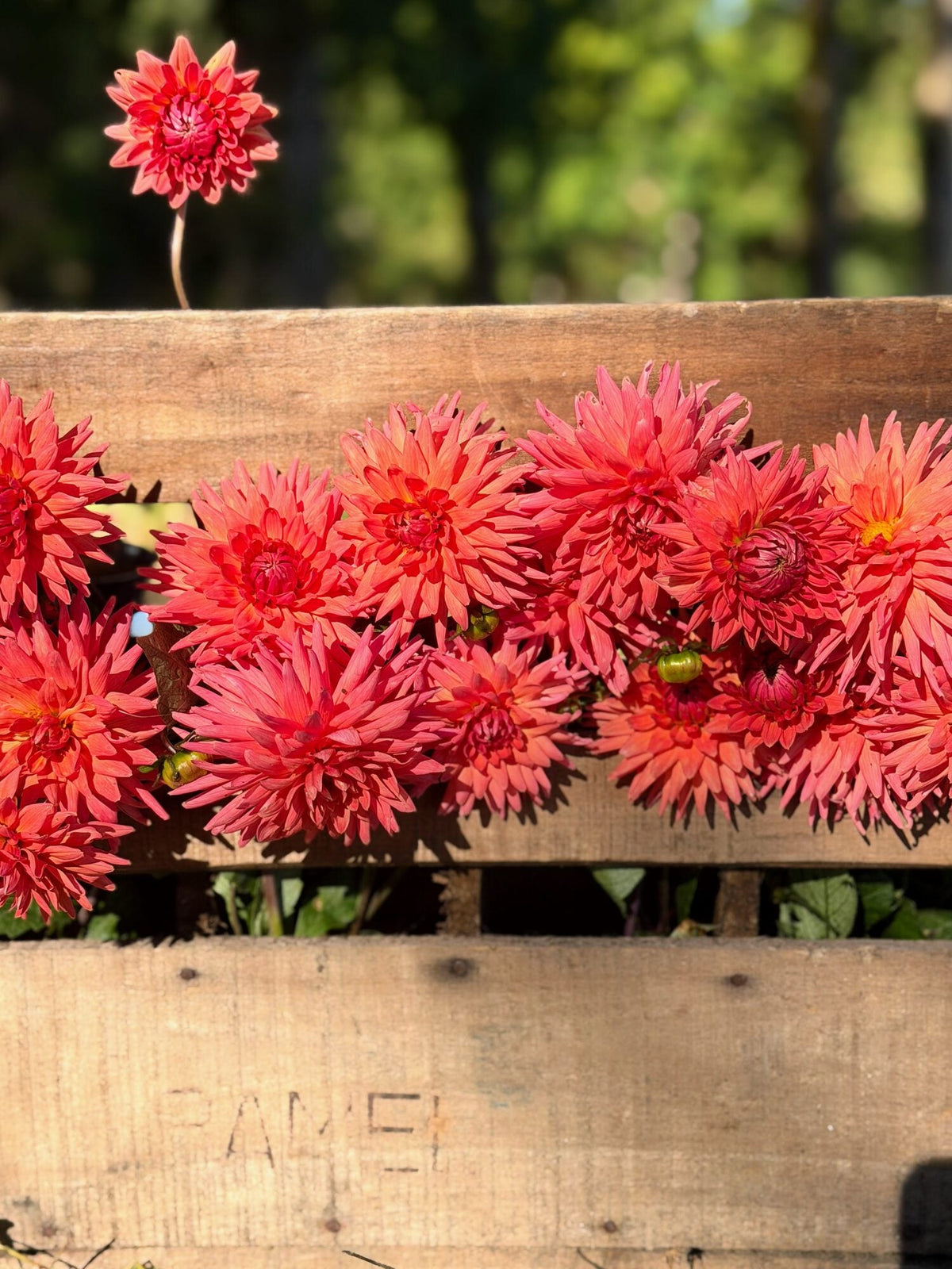 Clearview Ginger dahlia, pink straight cactus bloom, view 8