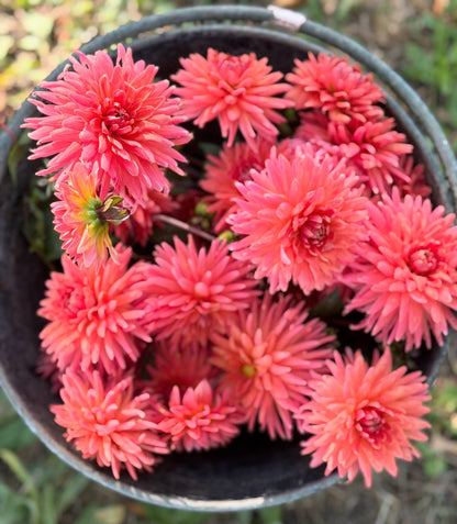 Clearview Ginger dahlia, pink straight cactus bloom, view 9