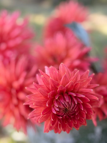 Clearview Ginger dahlia, pink straight cactus bloom