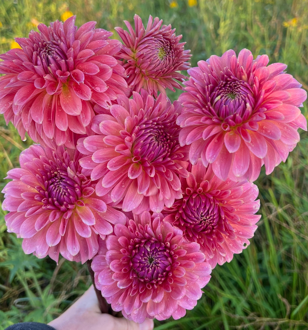 Clearview Pataha dahlia, photo 1
