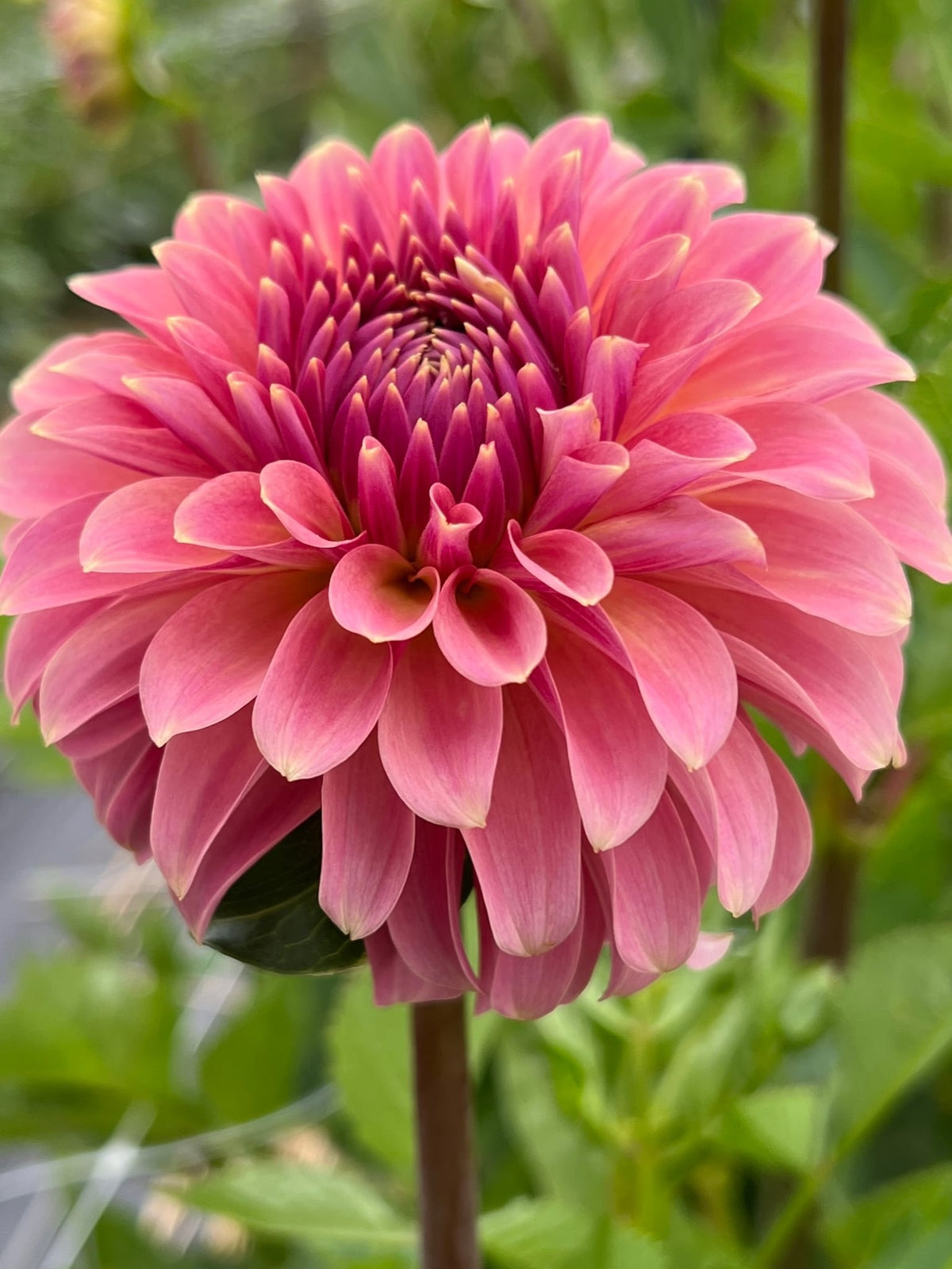 Clearview Pataha dahlia, photo 2