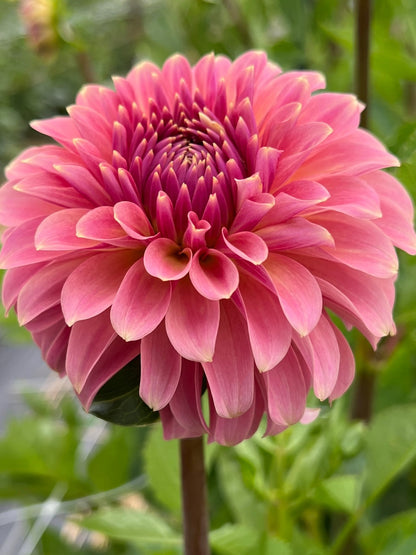 Clearview Pataha dahlia, photo 2
