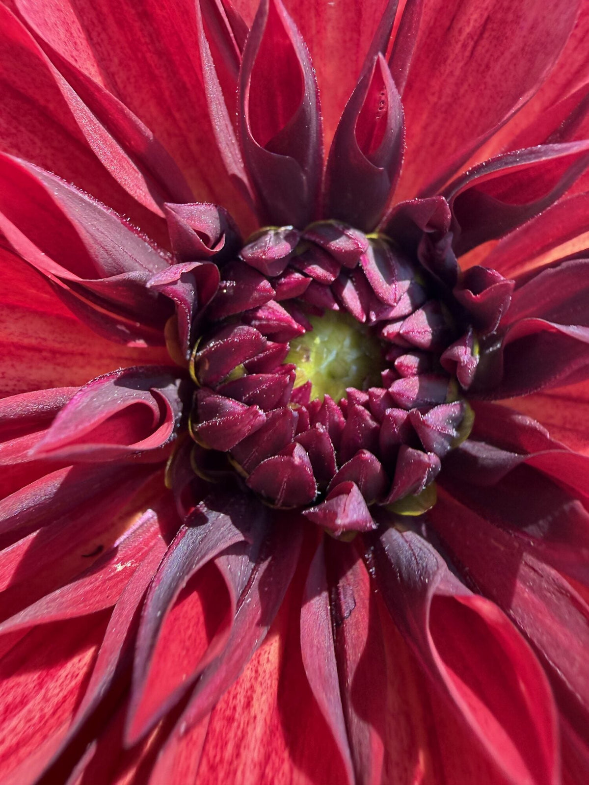 Danique dahlia, red informal decorative bloom, view 2
