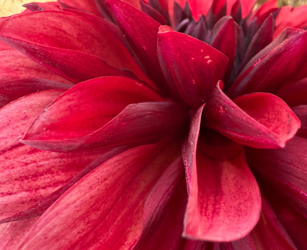 Danique dahlia, red informal decorative bloom, view 3