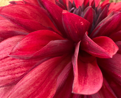 Danique dahlia, red informal decorative bloom, view 3