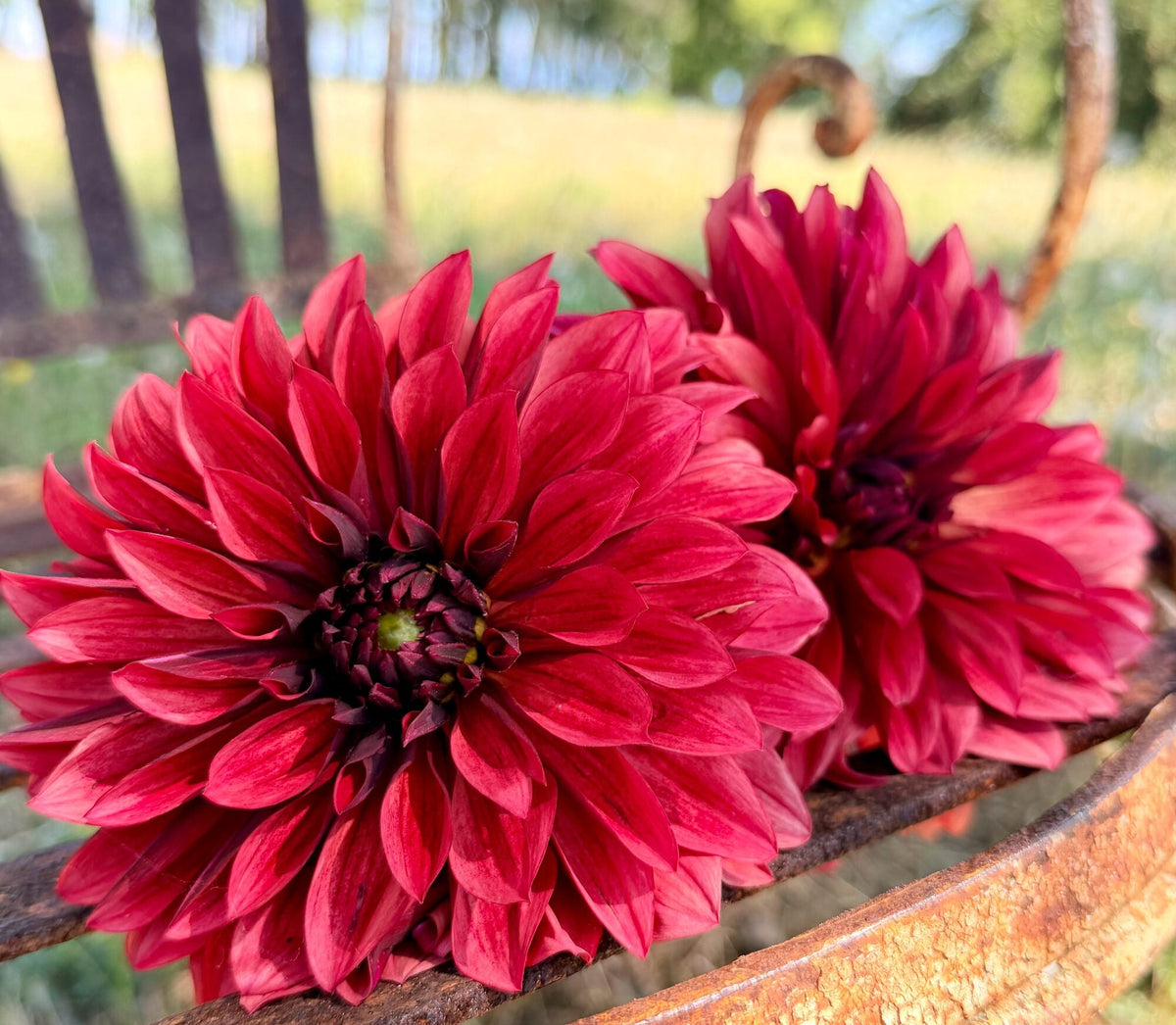 Danique dahlia, red informal decorative bloom, view 4