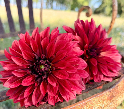 Danique dahlia, red informal decorative bloom, view 4