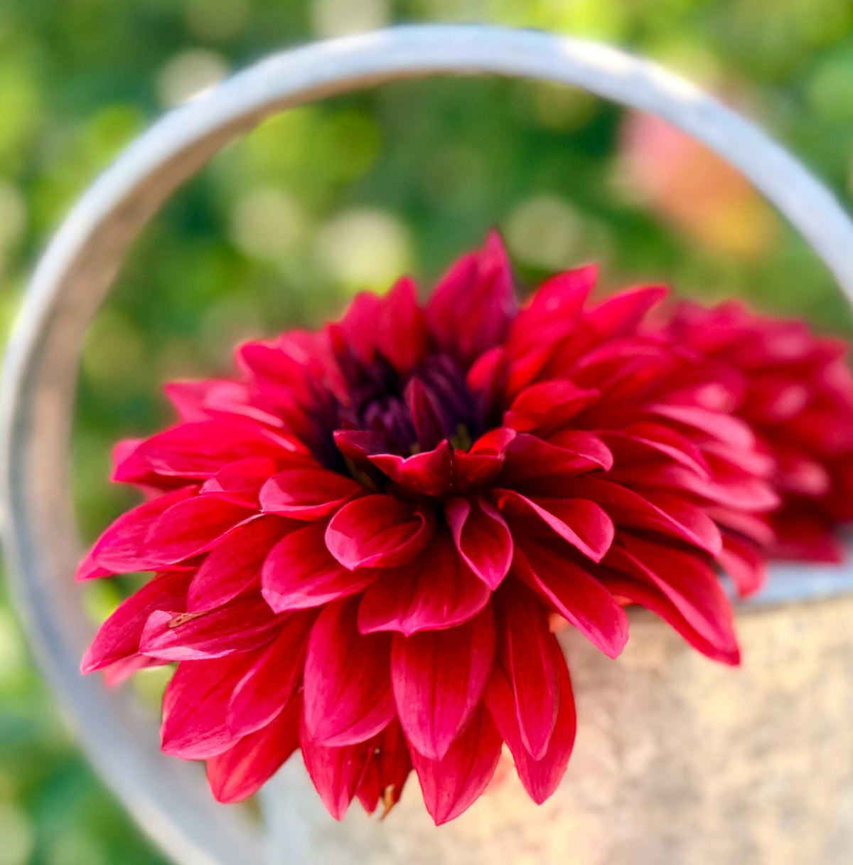 Danique dahlia, red informal decorative bloom, view 5