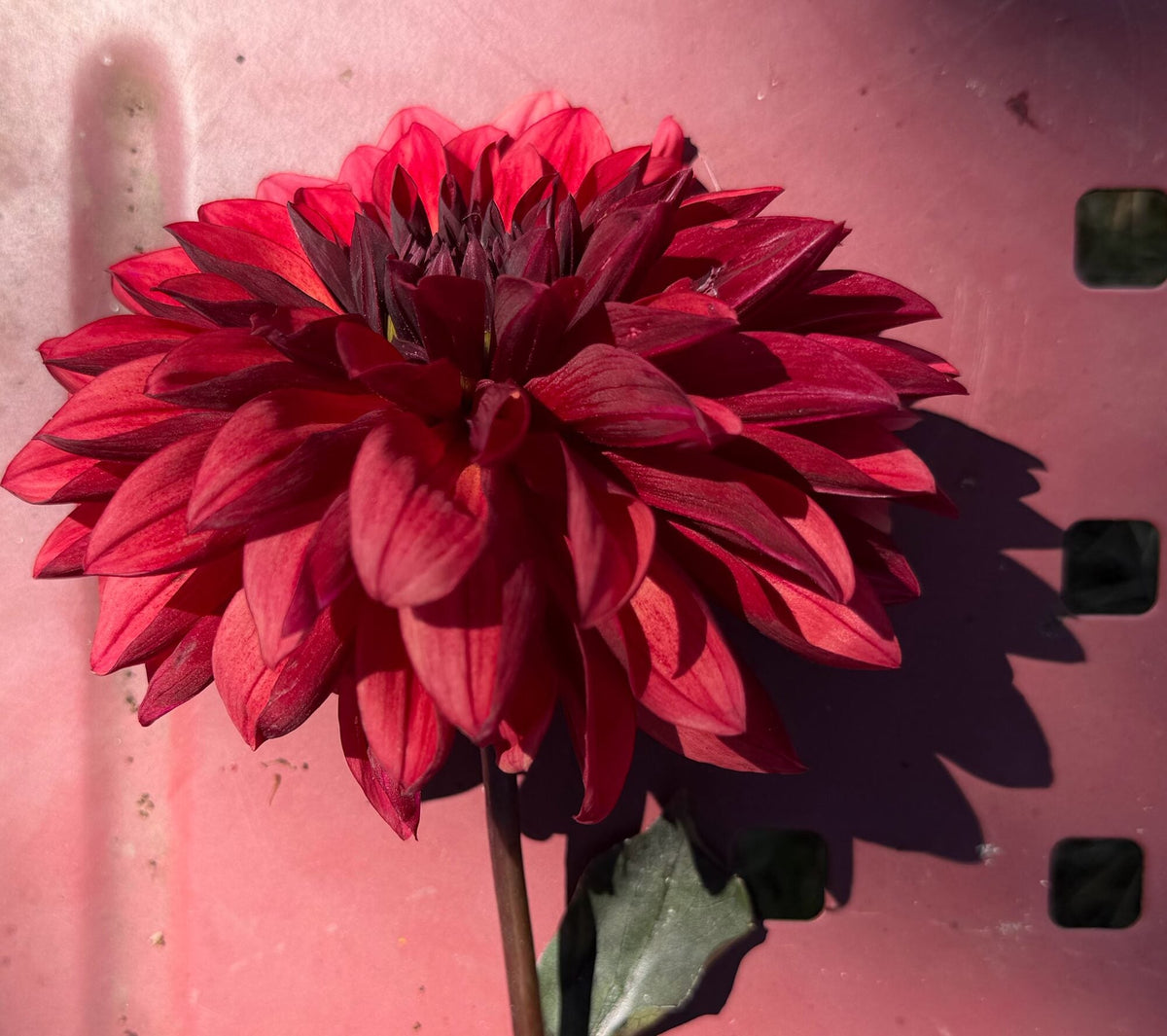 Danique dahlia, red informal decorative bloom, view 6