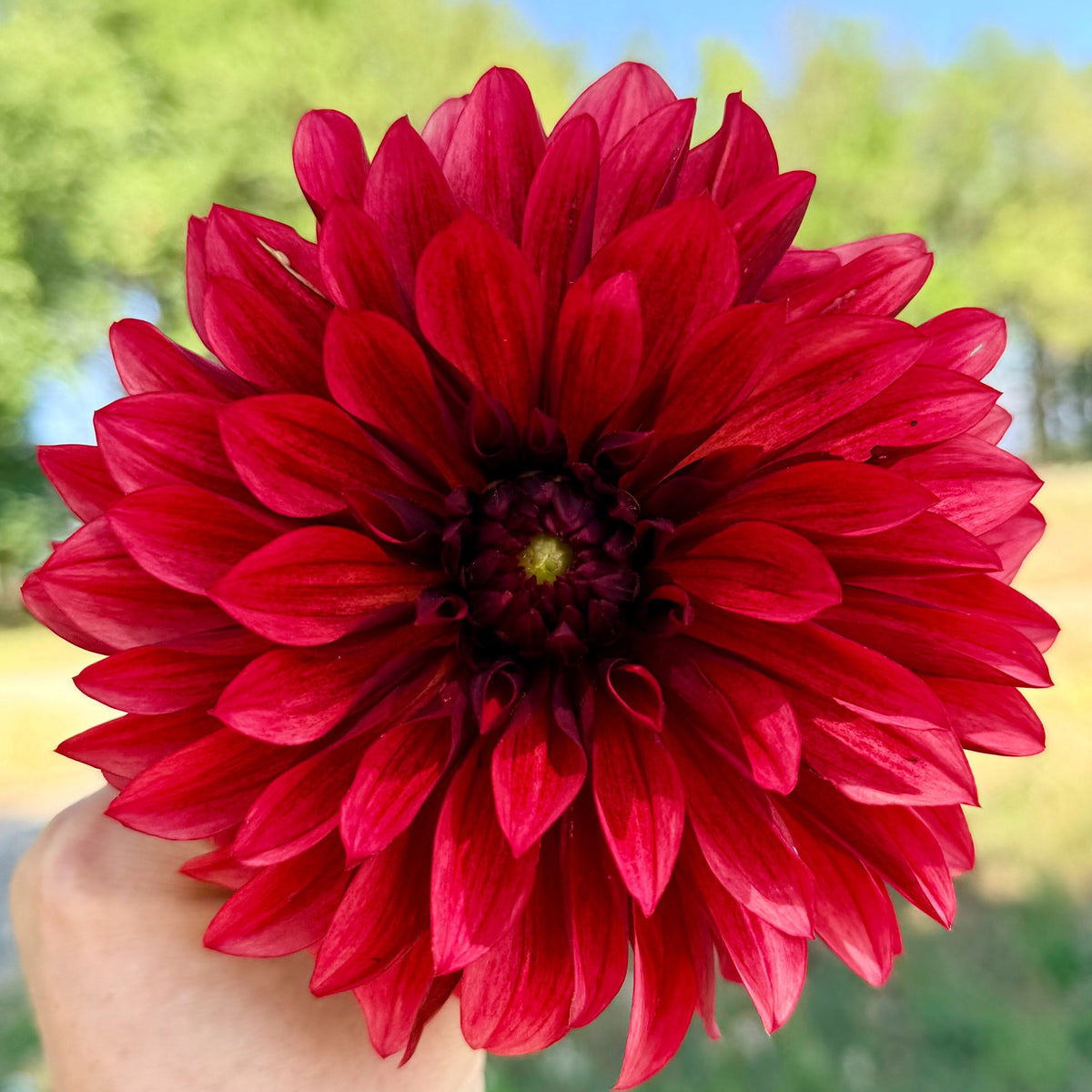 Danique dahlia, red informal decorative bloom