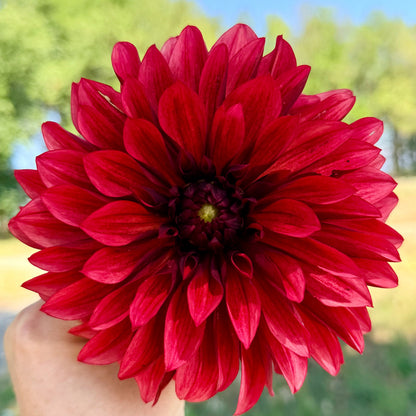 Danique dahlia, red informal decorative bloom