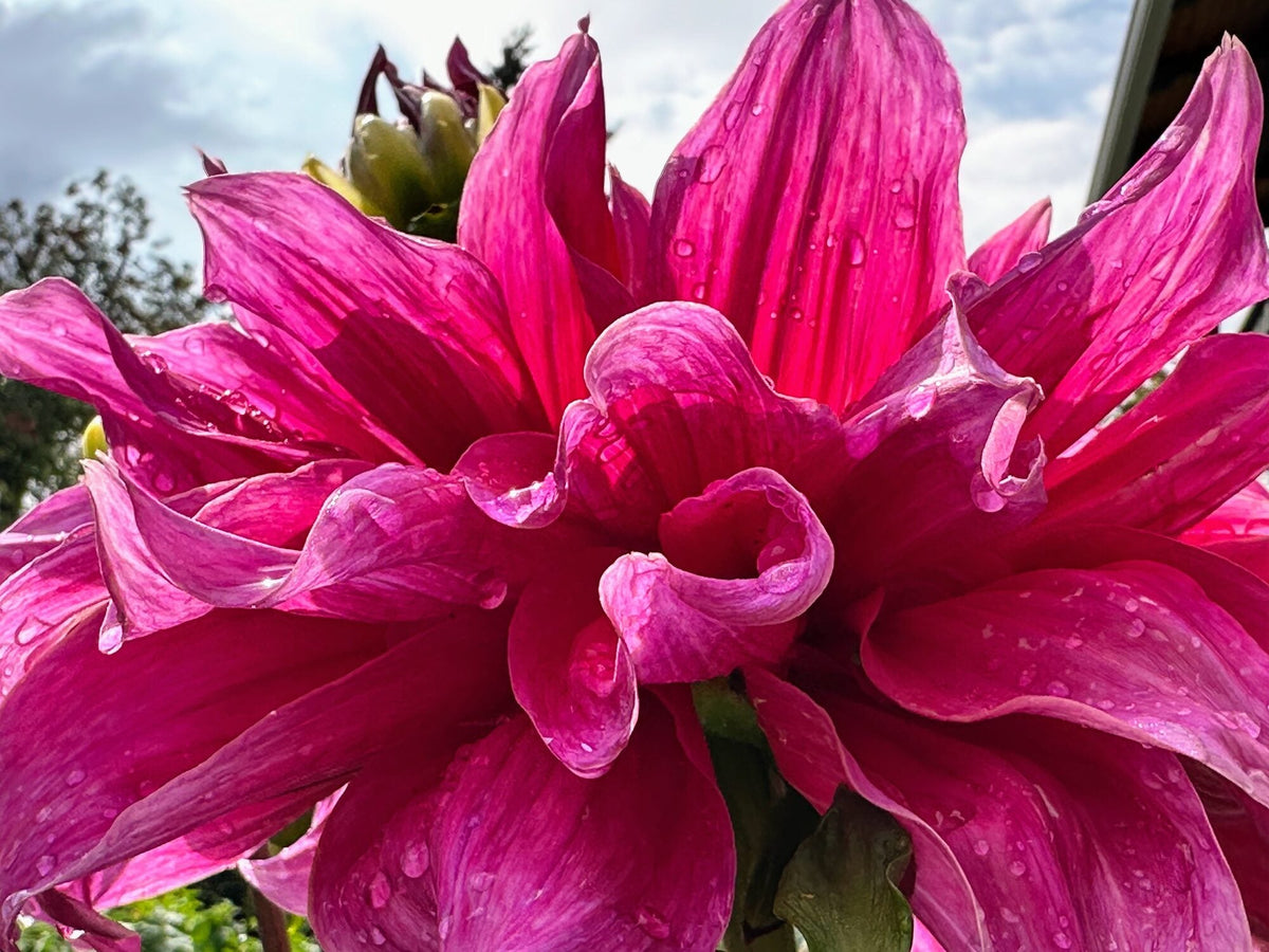 Emory Paul dahlia, purple informal decorative bloom, view 2