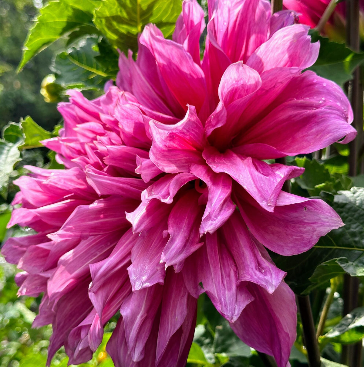 Emory Paul dahlia, purple informal decorative bloom, view 3